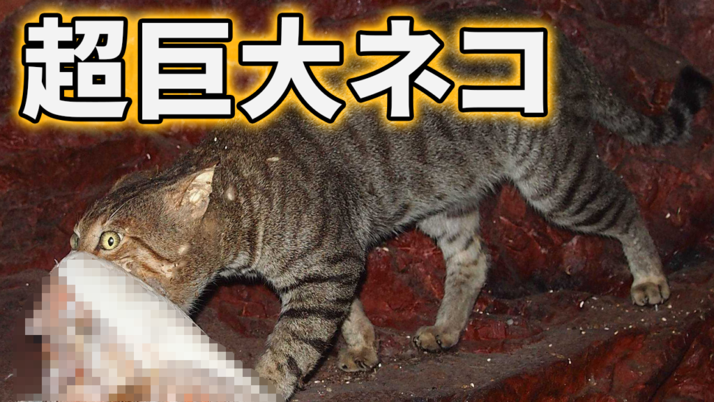 急速に進化するノネコが巨大化している | ジオチャン