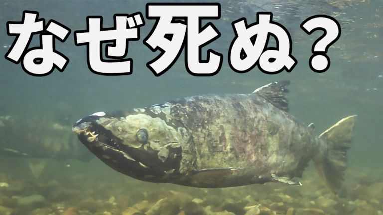サケが産卵後に死ぬ進化を遂げた理由 | ジオチャン