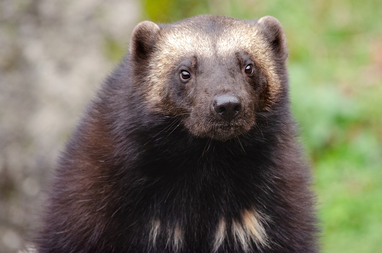 実は人を襲わない動物「クズリ」の生態など | ジオチャン