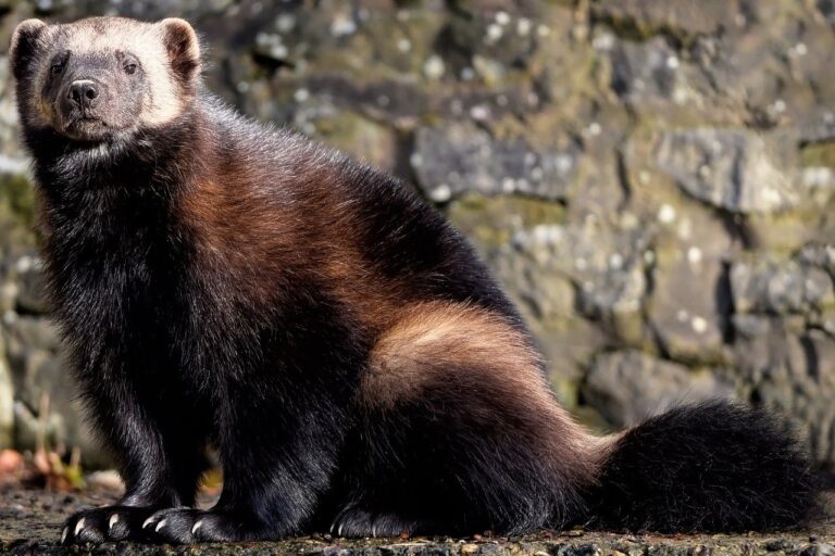 実は人を襲わない動物「クズリ」の生態など | ジオチャン