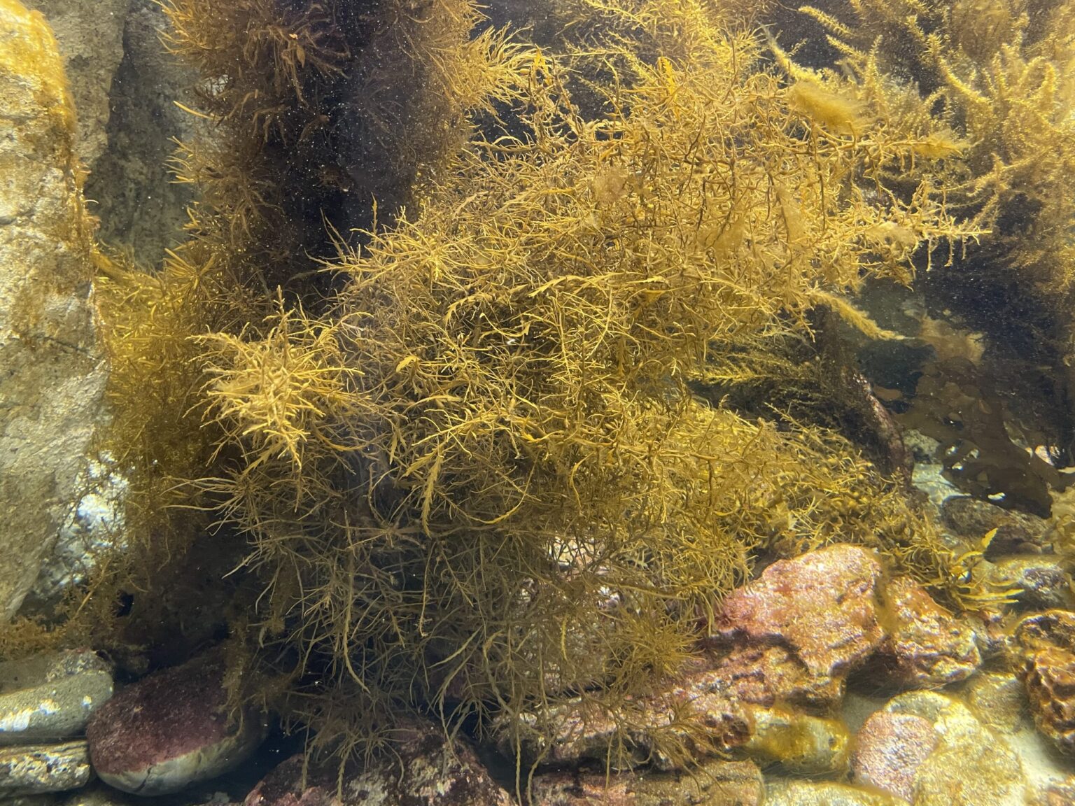 栄養豊富な海のスーパーフード「アカモク」がゴミ扱いされている理由 | ジオチャン